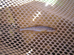 Speckled Chub photo 2