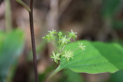 Smilax nipponica