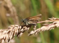 Thymelicus sylvestris