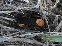 Psorthaspis sanguinea