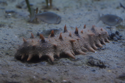 Apostichopus japonicus