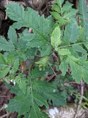 Nasa triphylla rudis