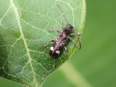 Psenocerus supernotatus