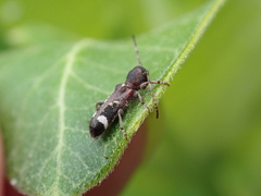 Psenocerus supernotatus