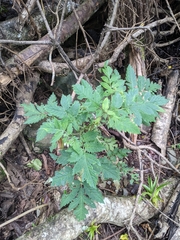 Nasa triphylla rudis