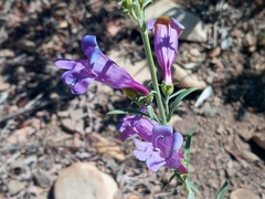 Penstemon heterophyllus australis