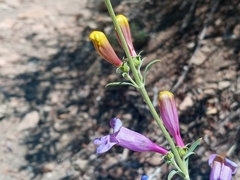 Penstemon heterophyllus australis