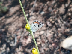 Penstemon heterophyllus australis