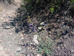 Penstemon heterophyllus australis