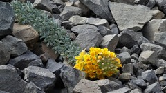 Tropaeolum polyphyllum