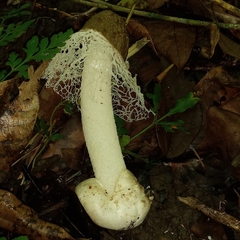 Phallus merulinus