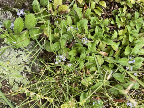 photo of Heath Speedwell (Veronica officinalis)