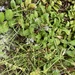 photo of Heath Speedwell (Veronica officinalis)