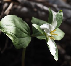 Callipetalon