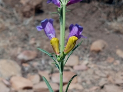 Penstemon heterophyllus australis