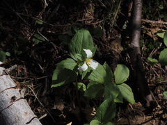 Callipetalon