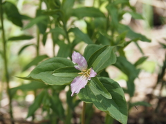 Callipetalon