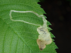 Agromyza aristata