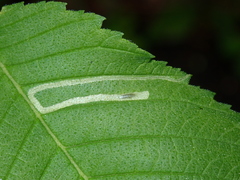 Agromyza aristata