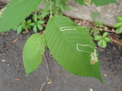 Agromyza aristata