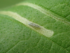 Agromyza aristata