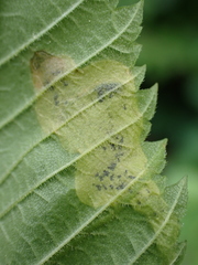 Agromyza aristata