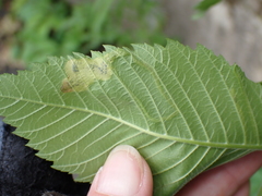 Agromyza aristata