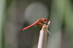 Sympetrum illotum