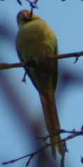 Psittacula krameri