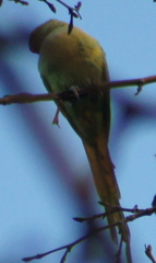 Psittacula krameri