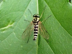 Chrysopilus ornatus