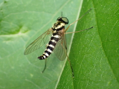 Chrysopilus ornatus