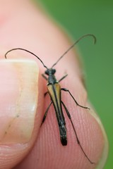 Strangalia acuminata