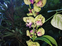 Oxyrhynchus volubilis