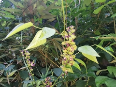 Oxyrhynchus volubilis