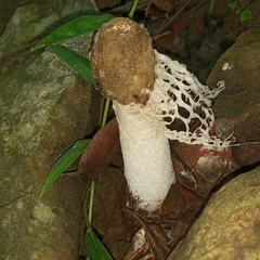 Phallus atrovolvatus