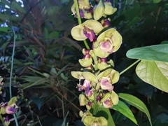 Oxyrhynchus volubilis