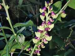 Oxyrhynchus volubilis