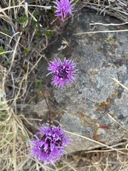 Monardella purpurea