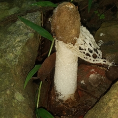 Phallus atrovolvatus