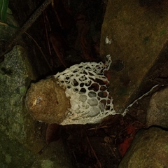 Phallus atrovolvatus