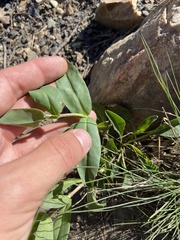 Penstemon platyphyllus