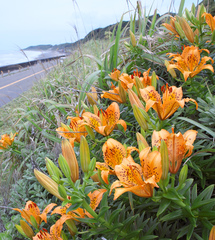 Lilium maculatum