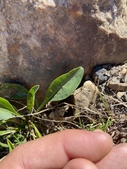 Penstemon platyphyllus