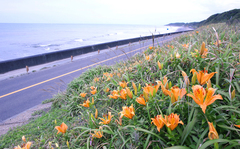 Lilium maculatum