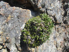 Oldenburgia paradoxa