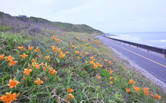 Lilium maculatum