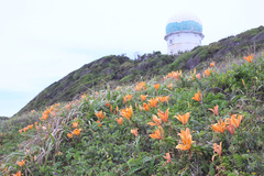 Lilium maculatum