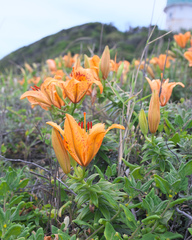 Lilium maculatum
