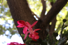 Schlumbergera truncata